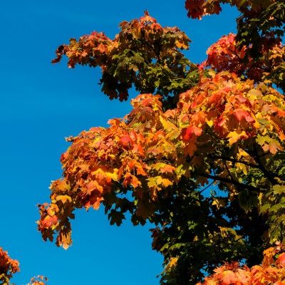 Herbst-IMG_3354_LR_70D.jpg