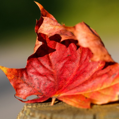 Herbst-IMG_3359_LR_70D.jpg
