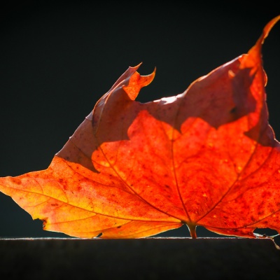 Herbst-IMG_3366_LR_70D.jpg