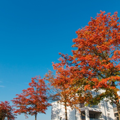 Herbst-IMG_3385_LR_70D.jpg