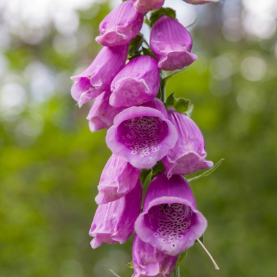 IMG_4062_LR_40D.jpg