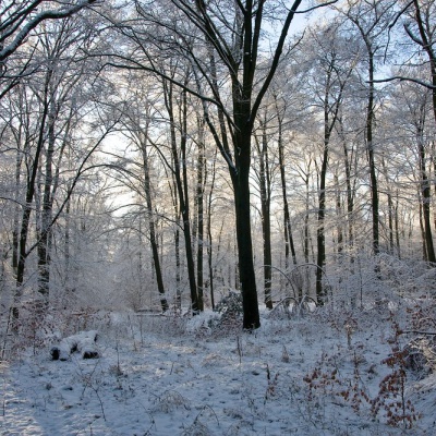 Winter-IMG_4349_LR.jpg