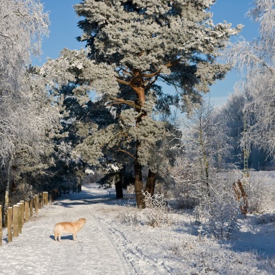 Winter-IMG_4350_LR.jpg