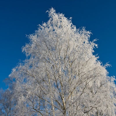 Winter-IMG_4376_LR.jpg