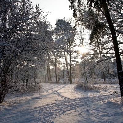 Winter-IMG_8783_LR.jpg
