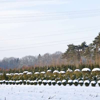 Winter-IMG_8915_LR.jpg