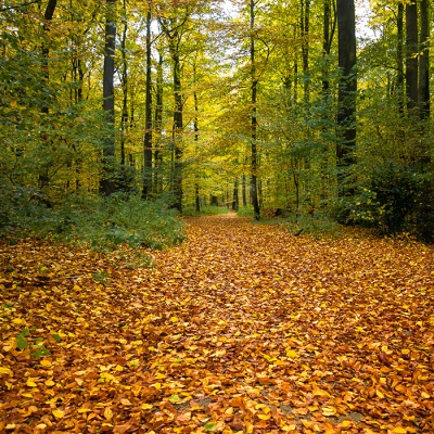 Herbst_DSC06215_LR_RX100.jpg