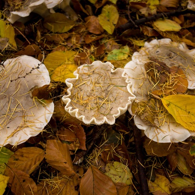 Herbst_DSC06220_LR_RX100.jpg