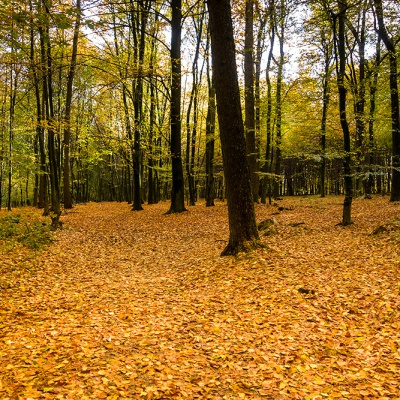 Herbst_DSC06222_LR_RX100.jpg