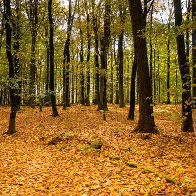 Herbst_DSC06223_LR_RX100.jpg