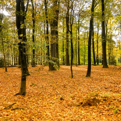 Herbst_DSC06224_LR_RX100.jpg