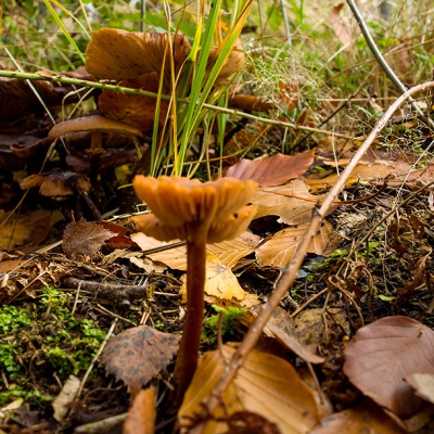 Herbst_DSC05189_LR_RX100.jpg