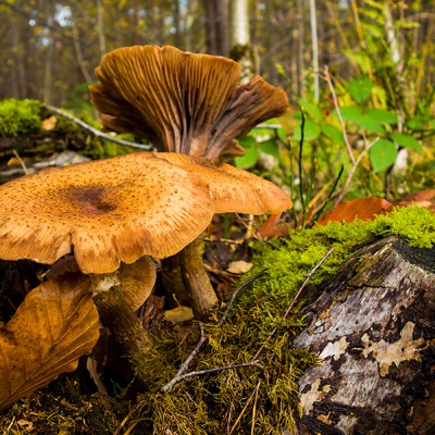 Herbst_DSC05184_LR_RX100.jpg