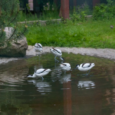 IMG_9535_LR_40D.jpg